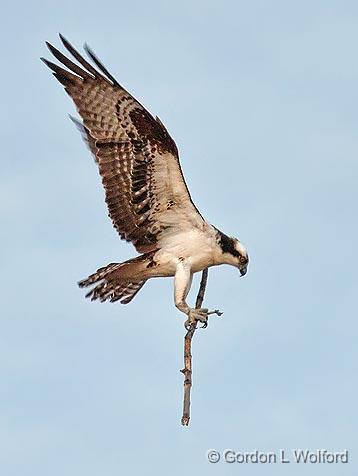 Osprey Nest Material_24925.jpg - Osprey (Pandion haliaetus) photographed near Kilmarnock, Ontario, Canada.